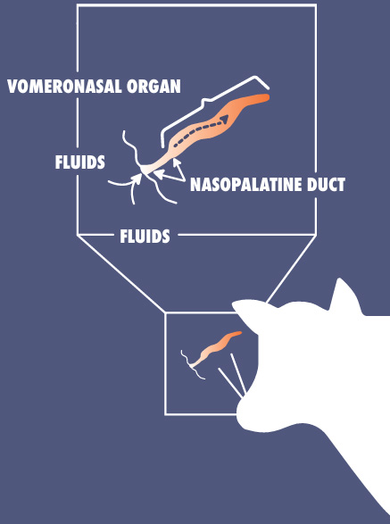 how it works