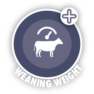 weaning weight