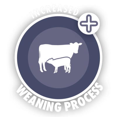 increased weaning process