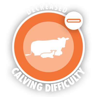 decreased calving difficulty